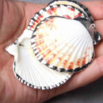 Shell ripats